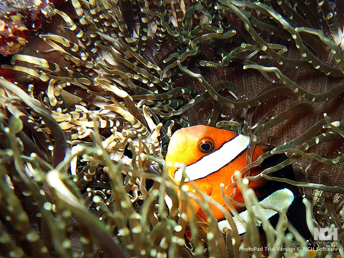 Competition entry